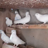 سه جفت کفتر کل دم سیاه پرسی سالم