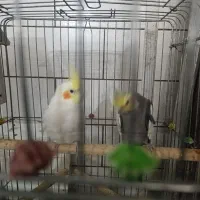 عروس هلندی|پرنده|شهرکرد, |دیوار