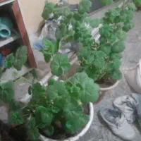 گل طبیعی|گل و گیاه طبیعی|اهر, |دیوار