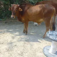 گوساله نر