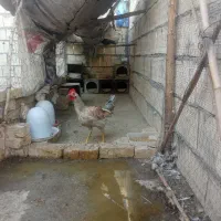 خروس رسمی گلین