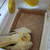 عروس هلندی|پرنده|هشتگرد, شهرک وحدت|دیوار