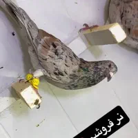 کبوتر فروش چهل عدد هفت رنگ خطی و رنگی های درجه یک