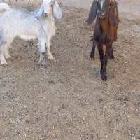 بز کهره دار