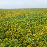 اجاره زمین کشاورزی