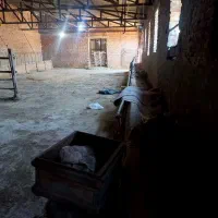 پرورش اسب و گوسفند و گاوداری