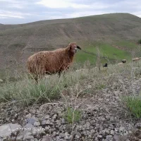 گوسفند برای قربانی مفت