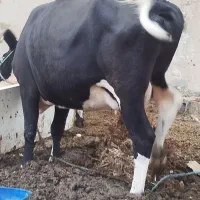 گاوماده دوماه ابستن