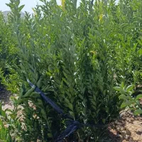 فروش انواع نهال مرکبات