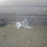 سگ نر گله ای