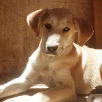 توله سگ نگهبان دو تومن