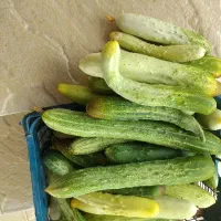 خیار محلی تازه و خوشمزه تازه چین