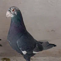 نر زاغ کله سفید