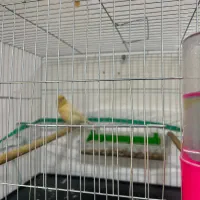 قناری ماده اماده|پرنده|رشت, کوی حسینی|دیوار