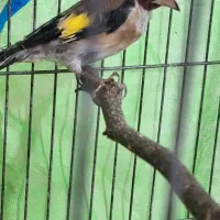 سهره نربستان آبادیقه سفیدنشون دارمعاوضه هم دارم|پرنده|کرج, کمالشهر|دیوار