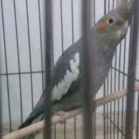 عروس هلندی|پرنده|اردکان, |دیوار