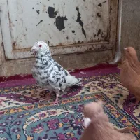 کفترزردکرمانی کاکلی|پرنده|سبزوار, فقیه سبزواری|دیوار