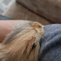 خرگوش لوپ|موش و خرگوش|اردبیل, |دیوار