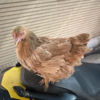 مرغ برهما سه عدد تخمگذار خانگی