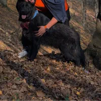 ژرمن بلک کینگ سایز|سگ|تبریز, |دیوار