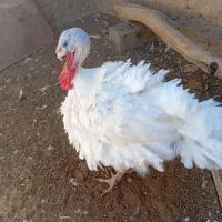 بوقلمو