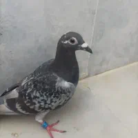 کبوتر پلاکی جوان