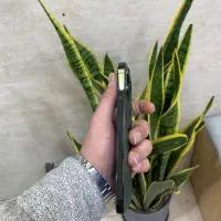 13ProMax|موبایل|تهران, هوانیروز|دیوار