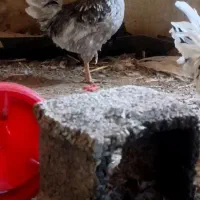 مرغ خروس اصیل گلین|حیوانات مزرعه|سیرجان, |دیوار