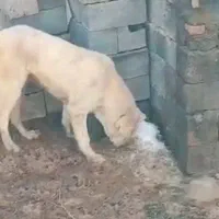 گم شده|حیوانات|ملایر, |دیوار