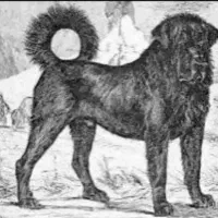 سگ سرابی و دو رگه