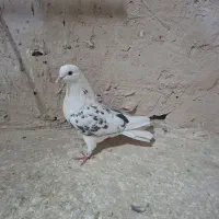 کفتر|پرنده|کهک, |دیوار