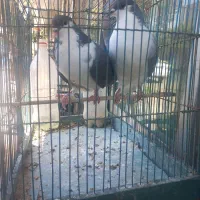 کفتر پلاس نر و ماده