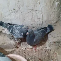 تندییس‌جوجه