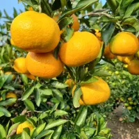 نارنگی ژاپنی ساری