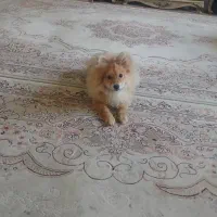 پامرین روباهی