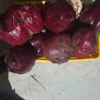 چغندر دامی چغندر گوسفندی و قندی