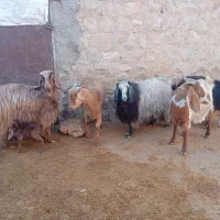 فروش ۵راس بز هیکلی داشتی  روهم  جفتی۲۴۵۰۰  ملیون