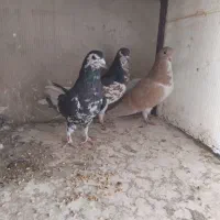 ماده کبوتر شهری عتیقه