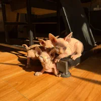 گربه (بدون مو)