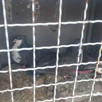 جفتگاه چهارتایی حتما توضیحات خوانده شود