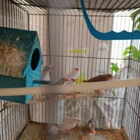 6عدد فنچ|پرنده|ری, فیروزآبادی|دیوار