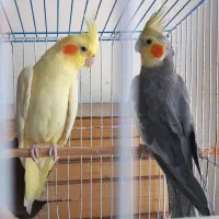 عروس هلندی