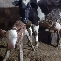 گاو هاشتاین