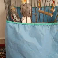 عروس هلندی یک جفت