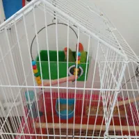 طوطی برزیلی|پرنده|اردبیل, |دیوار