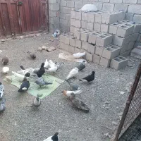 فروش کبوتر|پرنده|سراوان, |دیوار