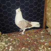 یه عدد نر دوبالی مست