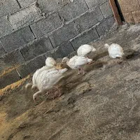 جوجه بوقلمون
