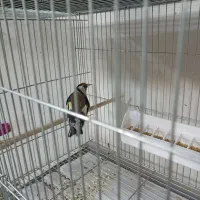 سهره و قناری