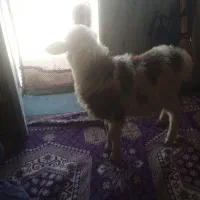 بره ماده خوراک خور